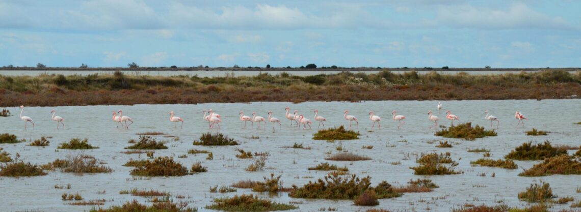 flamingo