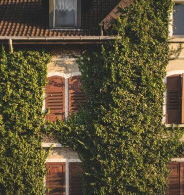 Façade ancienne avec pierre, volets en bois partiellement ouverts. De la végétation grimpante occupe une grande partie de la façade. {{brizy_dc_image_alt imageSrc=
