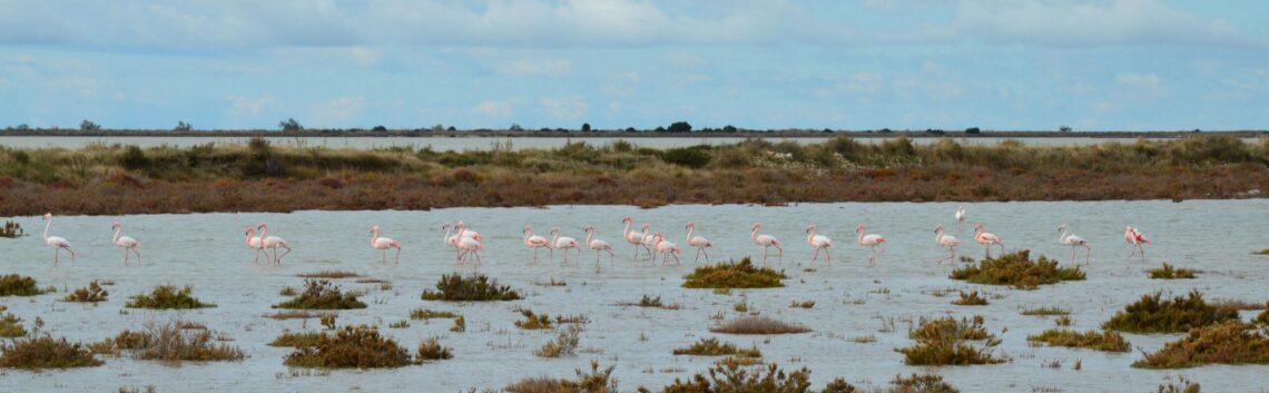flamingo